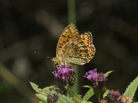 Argynnis aglaja 24, Grote parelmoervlinder, Saxifraga-Jan van der Straaten