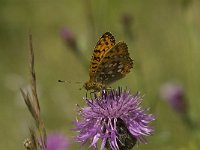 Argynnis aglaja 25, Grote parelmoervlinder, Saxifraga-Jan van der Straaten