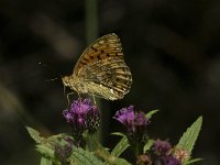 Argynnis aglaja 26, Grote parelmoervlinder, Saxifraga-Jan van der Straaten