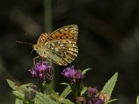 Argynnis aglaja 27, Grote parelmoervlinder, Saxifraga-Jan van der Straaten