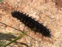 Argynnis aglaja 3, Grote parelmoervlinder, Vlinderstichting-Kars Veling