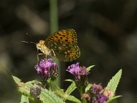 Argynnis aglaja 30, Grote parelmoervlinder, Saxifraga-Jan van der Straaten