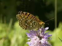 Argynnis aglaja 31, Grote parelmoervlinder, Saxifraga-Jan van der Straaten