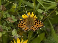 Argynnis aglaja 32, Grote parelmoervlinder, female, Saxifraga-Jan van der Straaten