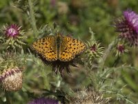 Argynnis aglaja 33, Grote parelmoervlinder, Saxifraga-Jan van der Straaten