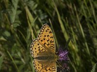 Argynnis aglaja 34, Grote parelmoervlinder, Saxifraga-Willem van Kruijsbergen