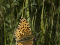 Argynnis aglaja 35, Grote parelmoervlinder, Saxifraga-Willem van Kruijsbergen