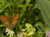 Argynnis aglaja 39, Grote parelmoervlinder, Saxifraga-Jan van der Straaten