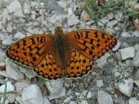 Argynnis aglaja 4, Grote parelmoervlinder, female, Saxifraga-Jan van der Straaten