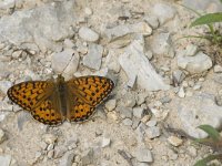 Argynnis aglaja 40, Grote parelmoervlinder, Saxifraga-Jan van der Straaten