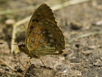 Argynnis aglaja 41, Grote parelmoervlinder, Saxifraga-Jan van der Straaten