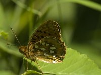 Argynnis aglaja 43, Grote parelmoervlinder, Saxifraga-Jan van der Straaten