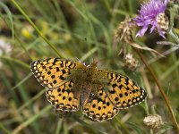 Argynnis aglaja 44, Grote parelmoervlinder, Saxifraga-Willem van Kruijsbergen