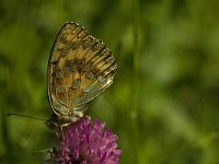 Argynnis aglaja 45, Grote parelmoervlinder, Saxifraga-Jan van der Straaten