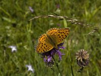 Argynnis aglaja 47, Grote parelmoervlinder, Saxifraga-Marijke Verhagen