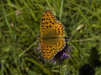 Argynnis aglaja 49, Grote parelmoervlinder, Saxifraga-Marijke Verhagen