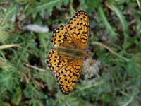 Argynnis aglaja 5, Grote parelmoervlinder, female, Saxifraga-Jan van der Straaten