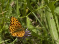 Argynnis aglaja 50, Grote parelmoervlinder, Saxifraga-Jan van der Straaten