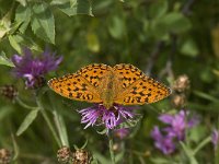 Argynnis aglaja 51, Grote parelmoervlinder, Saxifraga-Willem van Kruijsbergen