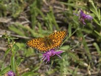 Argynnis aglaja 52, Grote parelmoervlinder, Saxifraga-Willem van Kruijsbergen