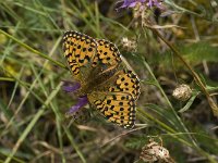 Argynnis aglaja 53, Grote parelmoervlinder, Saxifraga-Willem van Kruijsbergen