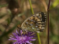 Argynnis aglaja 54, Grote parelmoervlinder, Saxifraga-Marijke Verhagen