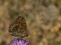 Argynnis aglaja 55, Grote parelmoervlinder, Saxifraga-Marijke Verhagen