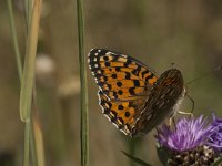 Argynnis aglaja 56, Grote parelmoervlinder, Saxifraga-Marijke Verhagen