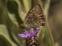 Argynnis aglaja 57, Grote parelmoervlinder, Saxifraga-Marijke Verhagen