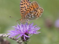 Argynnis aglaja 59, Grote parelmoervlinder, Saxifraga-Mark Zekhuis