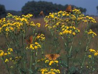 Argynnis aglaja 6, Grote parelmoervlinder, Vlinderstichting-Kars Veling