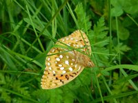 Argynnis aglaja 62, Grote parelmoervlinder, Saxifraga-Ed Stikvoort