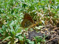 Argynnis aglaja 63, Grote parelmoervlinder, Saxifraga-Ed Stikvoort