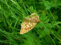 Argynnis aglaja 64, Grote parelmoervlinder, Saxifraga-Ed Stikvoort