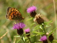 Argynnis aglaja 7, Grote parelmoervlinder, Vlinderstichting-Kars Veling