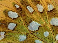 Argynnis aglaja 72, Grote parelmoervlinder, Saxifraga-Ab H. Baas