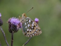 Argynnis aglaja 77, Grote parelmoervlinder, Saxifraga-Luuk Vermeer