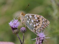 Argynnis aglaja 84, Grote parelmoervlinder, Saxifraga-Luuk Vermeer