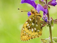 Argynnis aglaja 86, Grote parelmoervlinder, on Salvia pratensis, Saxifraga-Kars Veling