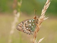 Argynnis aglaja 87, Grote parelmoervlinder, resting, Saxifraga-Kars Veling