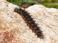 Argynnis aglaja 89, Grote parelmoervlinder, larva, Saxifraga-Kars Veling