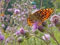 Argynnis aglaja 92, Grote parelmoervlinder, on Cirsium arvense, Saxifraga-Kars Veling