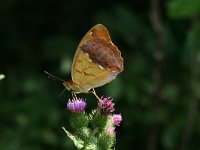 Argynnis laodice 2, Tsarenmantel, Vlinderstichting-Kars Veling