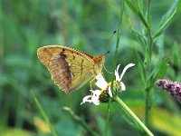 Argynnis laodice 3, Tsarenmantel, Vlinderstichting-Albert Vliegenthart