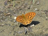 Argynnis laodice 4, Tsarenmantel, male, Saxifraga-Peter Gergely