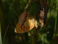 Argynnis laodice 5, Tsarenmantel, Saxifraga-Arthur van Dijk