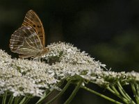 Argynnis paphia 101, Keizersmantel, Saxifraga-Marijke Verhagen