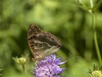 Argynnis paphia 102, Keizersmantel, Saxifraga-Marijke Verhagen