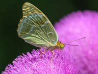 Argynnis paphia 103, Keizersmantel, Saxifraga-Bart Vastenhouw