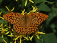 Argynnis paphia 104, Keizersmantel, Saxifraga-Bas Klaver